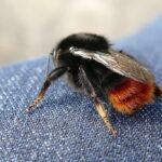 ¿Puede una abeja picar a través de los jeans?